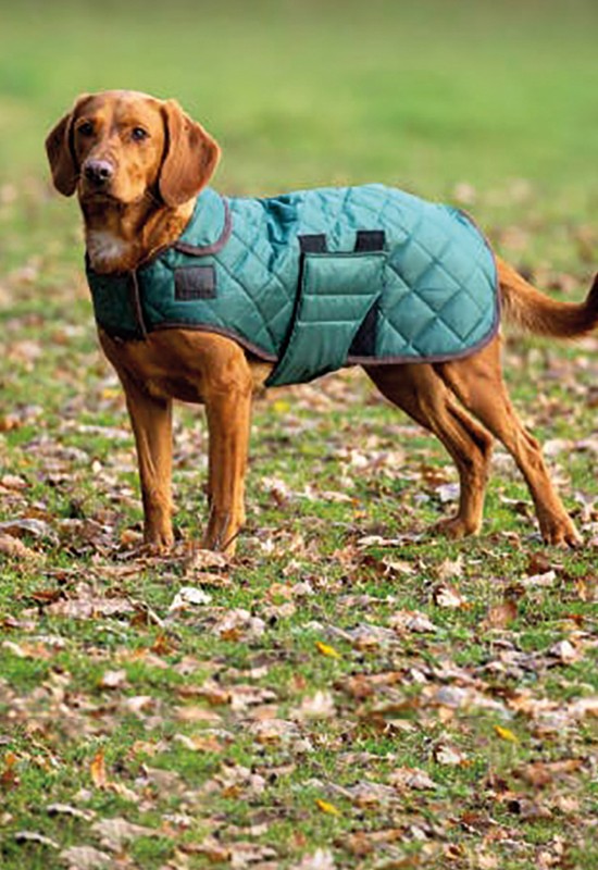 10 Winter Coats for Your Dog Living North